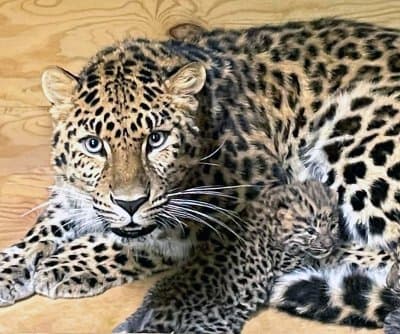 Thumbnail for Danish Zoo Requests 100 Guinea Pigs as Predator Snacks, Offers Waiting List