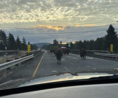 Thumbnail for Elma Highway: 8 Bison Block Traffic, Troopers Stage Pre-Dawn Rodeo
