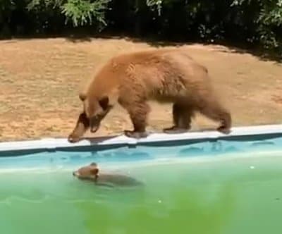 Thumbnail for Mother Bear, Cub Dive Into Auburn Pool For Unplanned Swim Lesson