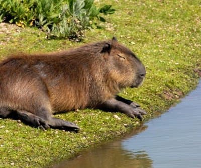 Thumbnail for Zoo In China Desperately Seeks Capybara Missing For Over Forty Days Now