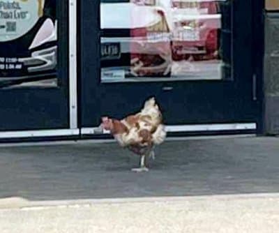 Thumbnail for Live Chicken Strolls into Buffalo Wild Wings in Des Moines