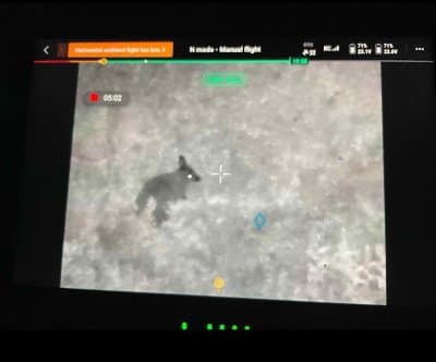 Thumbnail for Thermal Drone Tracks Escaped Wallaby in Oswego's Wild Chase