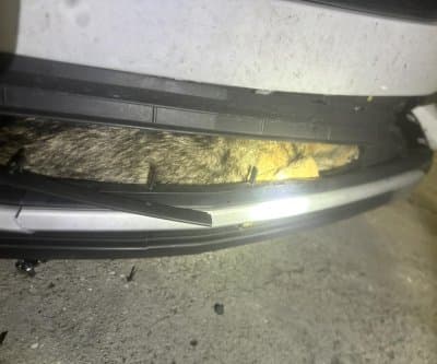 Thumbnail for Florida Coyote Survives 2 Broken Legs, Hitches Ride in Bumper Drama