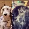 Thumbnail for Dogâs Ghostly Face Reappears On New Puppyâs Fur, Stuns British Pet Owner