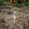 Thumbnail for Plastic Forks Sprout in UK Gardens, Baffling Squirrels and Raccoons Alike