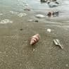 Thumbnail for Cone Snail Shells: Deadly Beach Souvenirs Lurking in Plain Sight